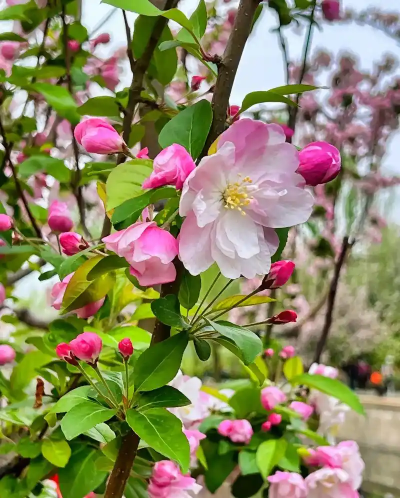 自家有一批西府海棠对外出售!树形优雅,端庄挺拔,可以作为城 - 抖音