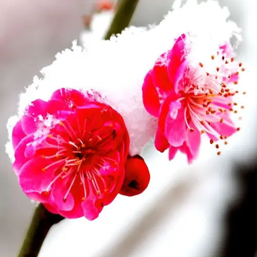 傲雪红梅