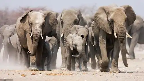愤怒的象群读后感100字