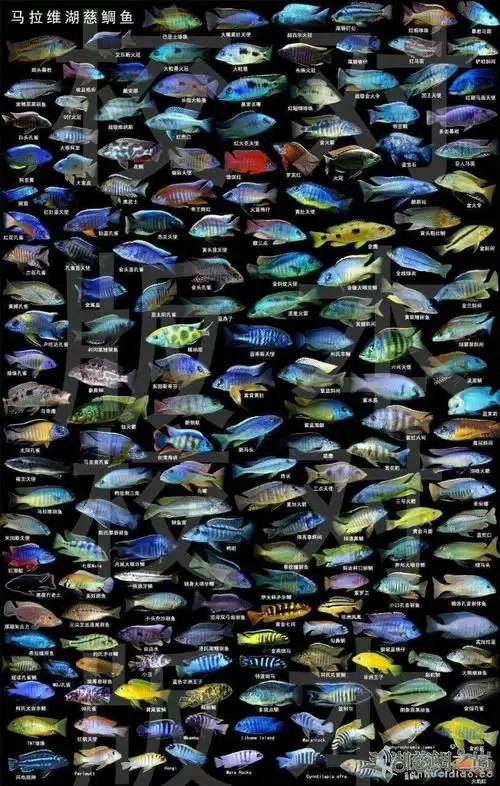 马拉维图鉴 - 三湖慈鲷学堂 - 龙巅三湖慈鲷