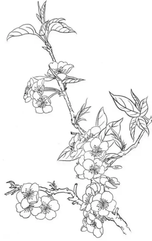 【在最美的春天,画最美的桃花】硬笔国画植物班开小灶啦