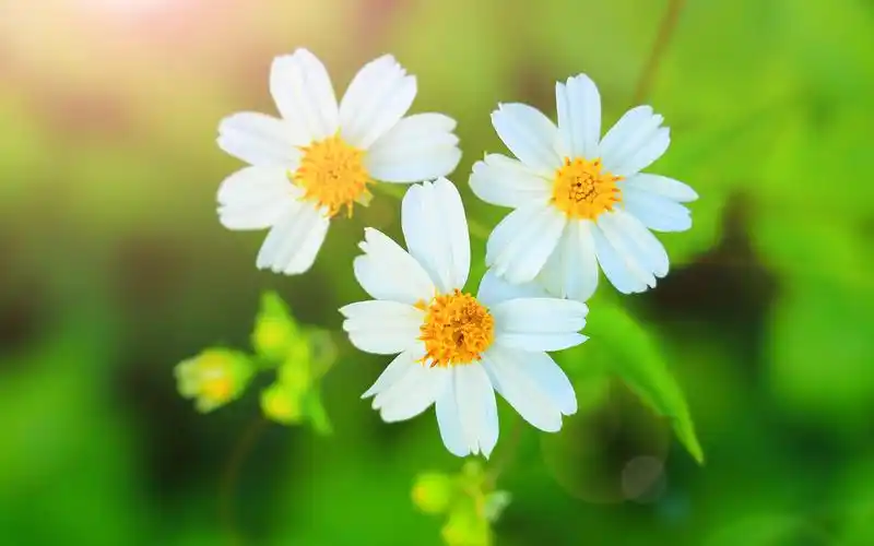 清新养眼植物花卉高清图片桌面壁纸