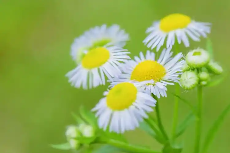 随遇而安的春飞蓬【首发】