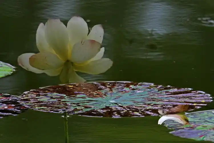 一组水影荷花分享