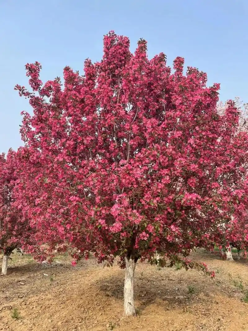 绚丽海棠,地径15-20公分 绚丽海棠,地径15-20公分