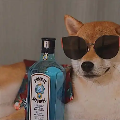 高级又沙雕的宠物头像 好玩的萌宠搞笑图片笑死人头像_动物头像_头像