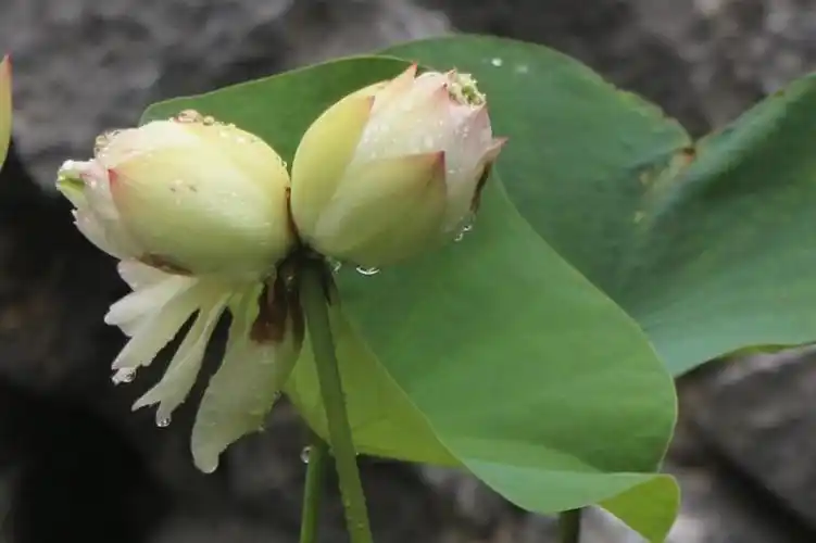 莫愁湖并蒂莲及荷花采风