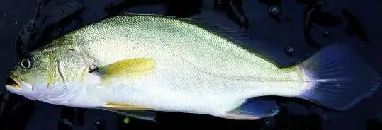 毛鲿鱼:把我炒成一套房子又怎样?梦里的东海礁石区再也回去不了