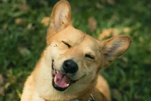 抓拍动物们暖心的微笑,看到最后,我竟然跟着笑