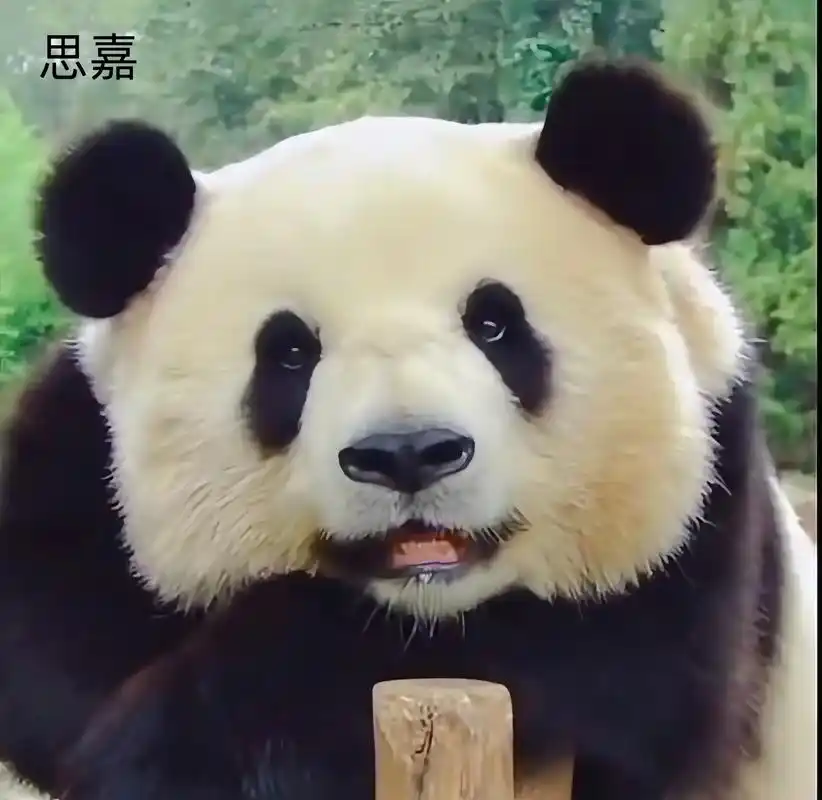 各动物园"花旦"的微笑.天呐,它们在对我微笑!太治愈了#熊猫 - 抖音