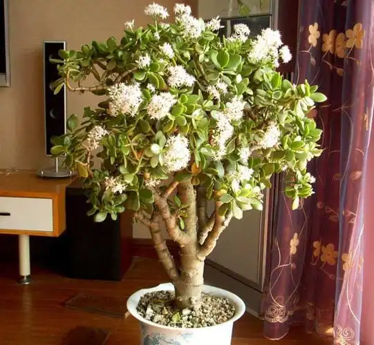 今天关于玉树,如何养成老桩盆景的分享,就先到这里了.