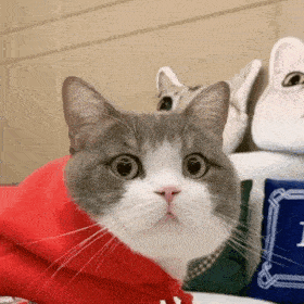 历史回顾 | 网红猫咪 | 土豆表情包(八)