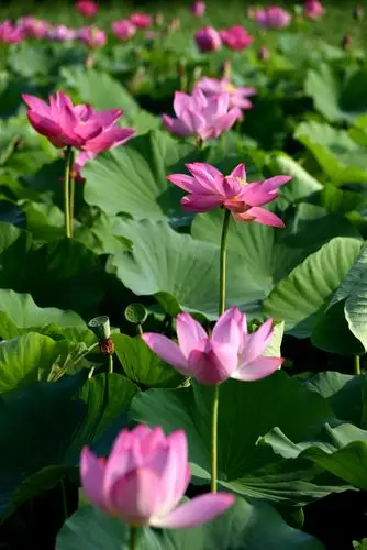 万新村荷塘荷花盛开