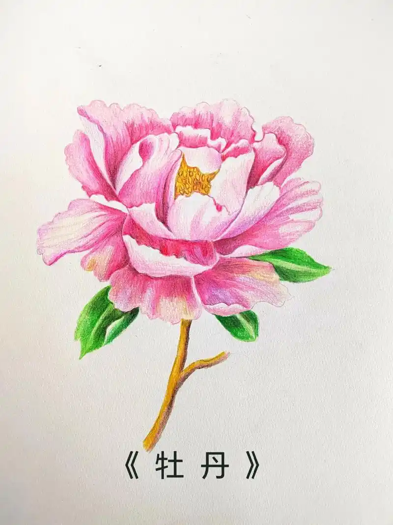 简单易学的彩铅牡丹画法.#丢出一条图文锦囊 #彩铅手绘 #画 - 抖音