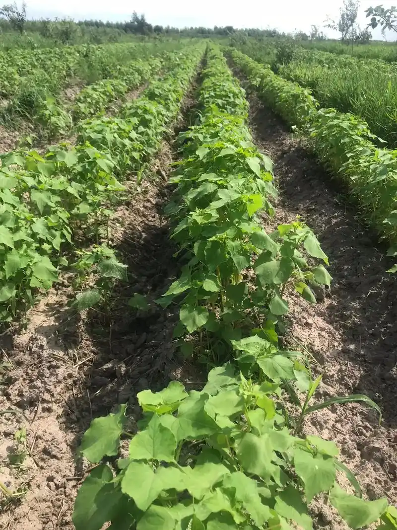 优质农产品 #乡村振兴#《通榆谷乡合作社》荞麦面粉:种植地 - 抖音