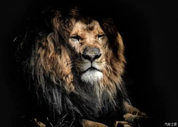 告别2021霸气威武的雄狮