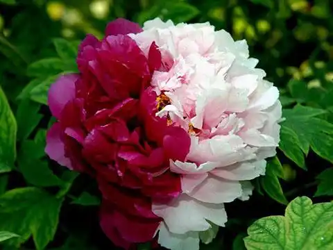 牡丹名贵品种撷拾图集