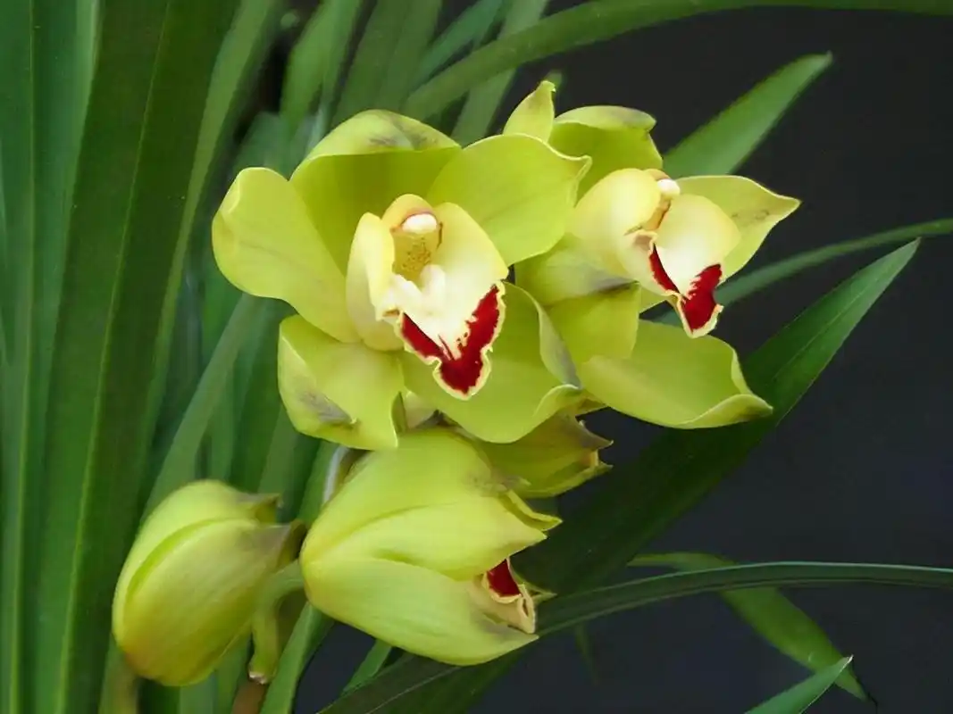 岁末一支兰,常见兰花有这几种,你最独爱的是哪一种?