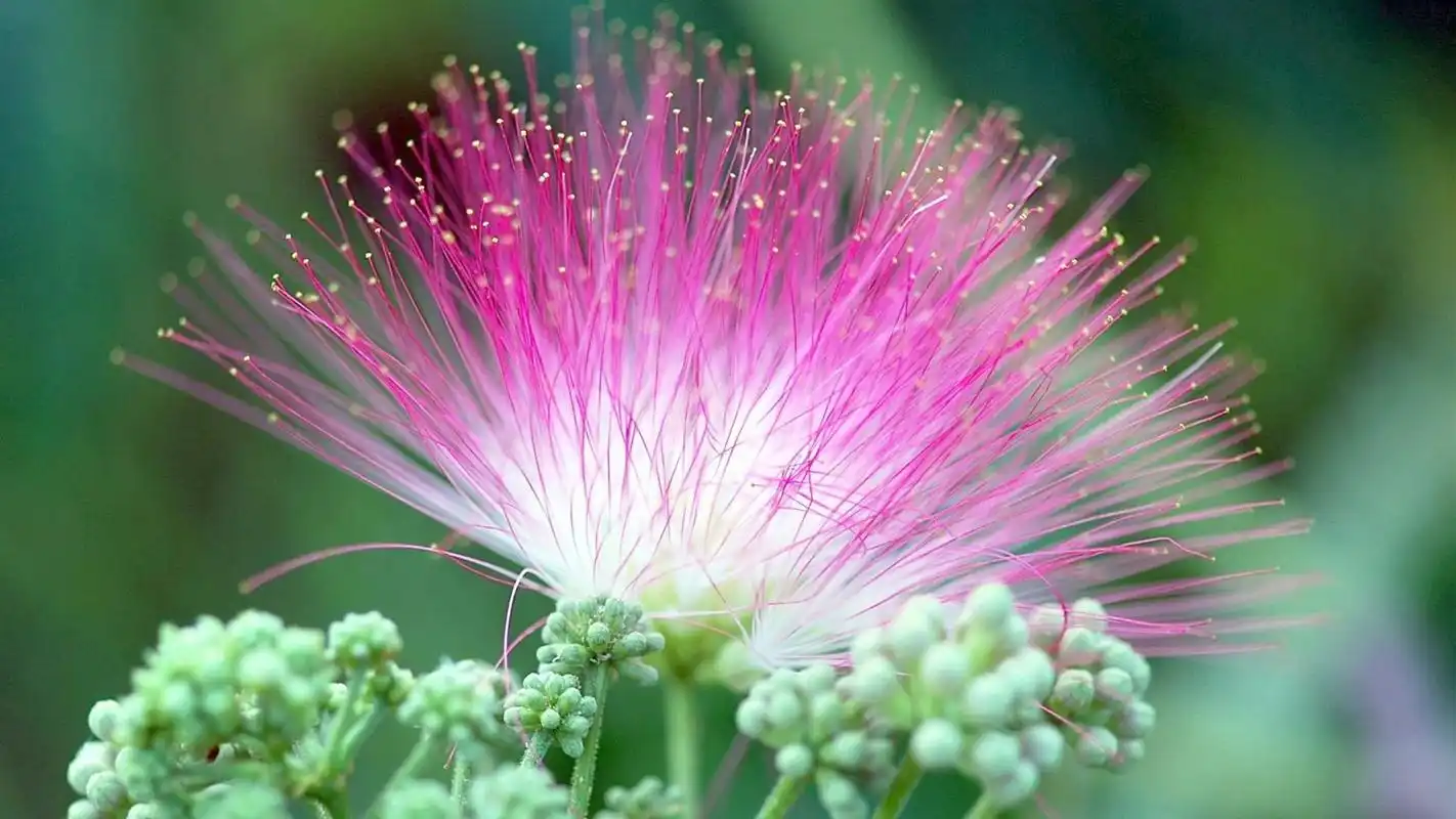 梦幻合欢花宽屏电脑桌面主题壁纸图片下载