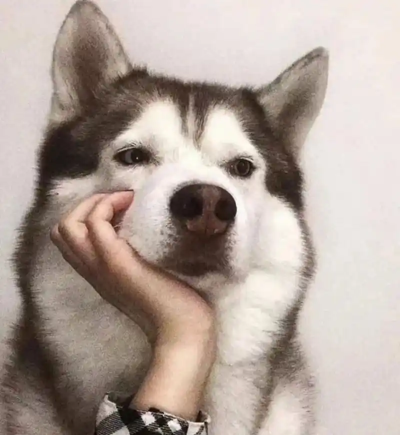 we chat.搞怪,合法但有病的搞怪沙雕动物头像