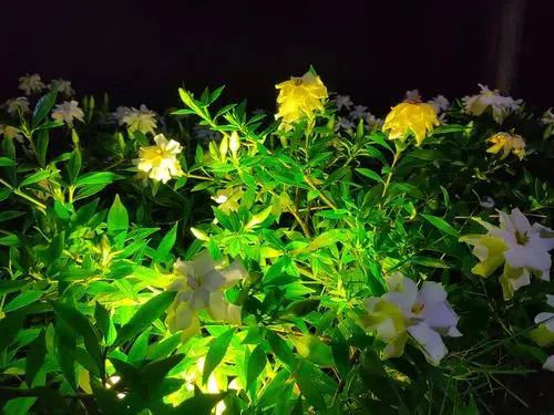 愿你是黑夜里芳香纯白的栀子花