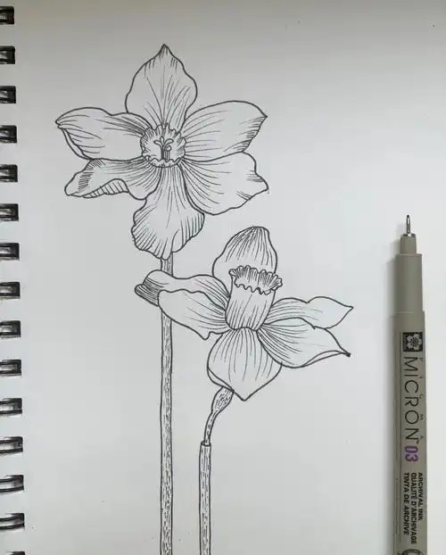 花卉  #画画的日常  #线稿  #水仙  #水仙花  #每天一幅画