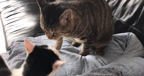 想养两只猫,一只胖成球的虎斑猫一只机灵古怪的奶牛猫