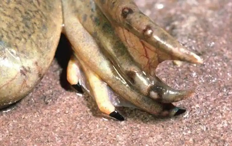 青蛙能当验孕棒?准确率超过妇科医生!医院为此专门养了一缸