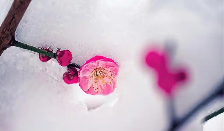 滕六_梅花_冰霜