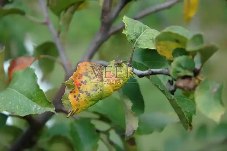 梅叶锈病照片摄影图片