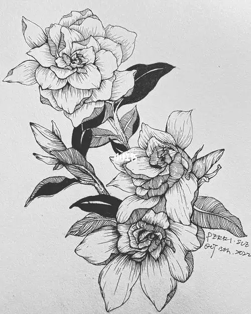 栀子花开了临摹@苏匀画画#素描 #栀子花开  #栀子花  #临摹  #线稿