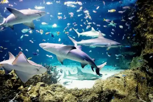 重磅呼市天外景丰海洋世界五一隆重开馆免费门票无限送送