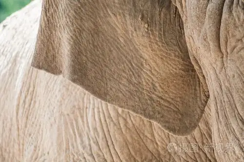 大象的耳朵纹理的特写