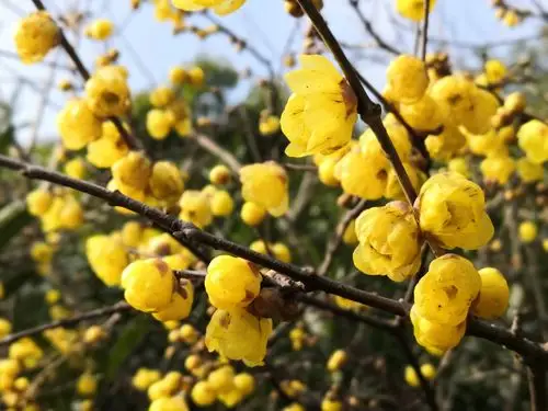 上海世纪公园蜡梅