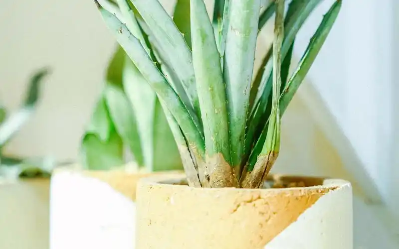 十二星座之双子座2019开年事业运势分析