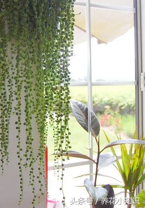 养佛珠花的土怎么配2