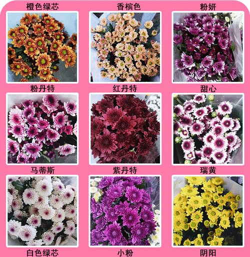 00元 类型         切花       品种         小雏菊       是否进口