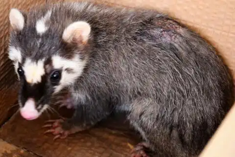 3条回答 叫白鼻 追问 白鼻狸  热心网友|18 分钟前 评论 是竹鼠