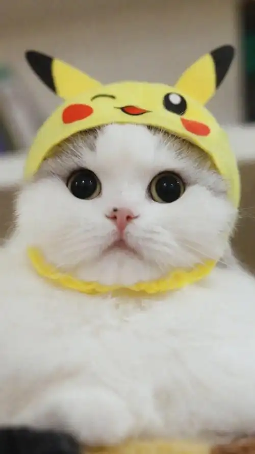 呆萌可爱小猫咪高清图片