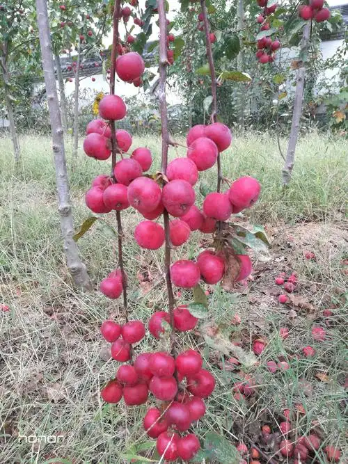 应天书院大院二侧种植了很多海棠树,秋天来了海棠果挂满了树枝,很美