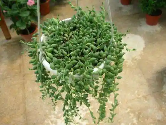 佛珠花的养殖方法