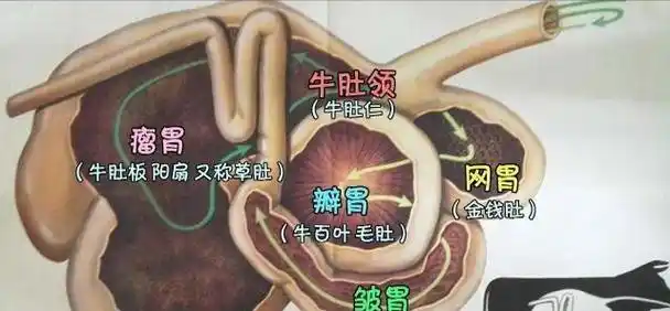 据说牛有四个胃?难怪他们不停地吃