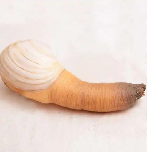 象拔蚌原产北美洲当地人不吃国人引进养殖已成美食新宠