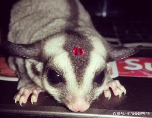 可爱的大眼萌物蜜袋鼯,饲养并不困难呢,只要你有时间陪它玩