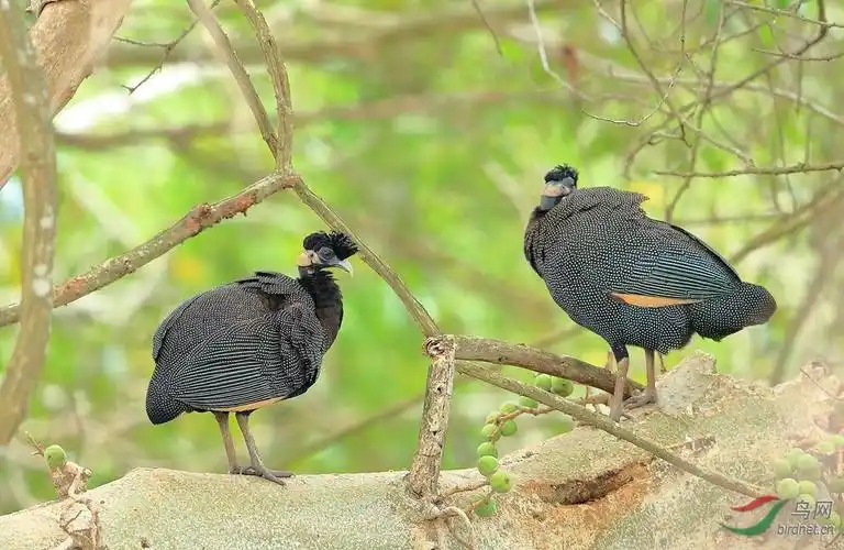 冠珠鸡crested guineafowl.jpg