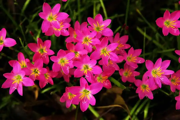 最美的花献给你—675之家