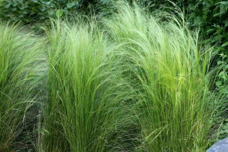 细叶针茅