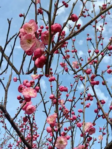 其它 醉美芜湖:十里江湾公园的梅花 写美篇夏天的十里江湾.