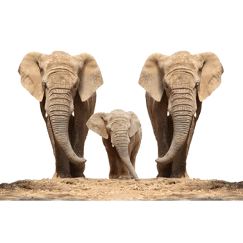 三只的大象一家三口