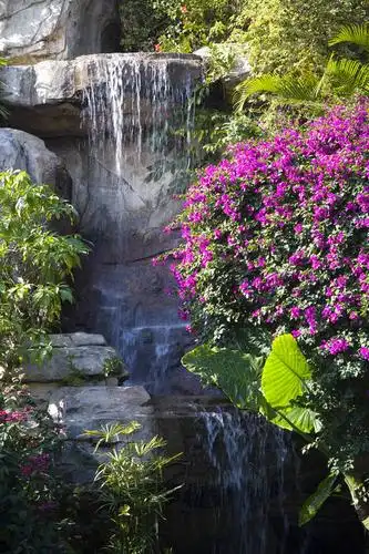 瀑布,水,田园,白云山,广州,中国,野花,美丽,娱乐,花,小溪,自然,溪水